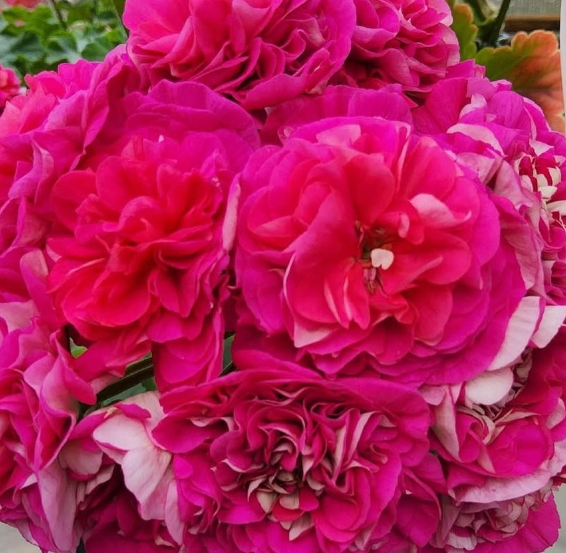 Pelargonium F2 Hybrid Rhiannon 10 Pellets