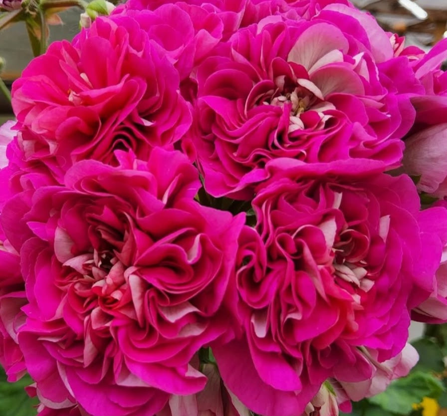 Pelargonium F2 Hybrid Rhiannon 10 Pellets