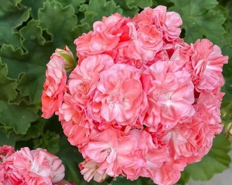 Pelargonium F2 Hybrid Presley 10 Pellets
