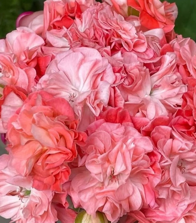 Pelargonium F2 Hybrid Presley 10 Pellets