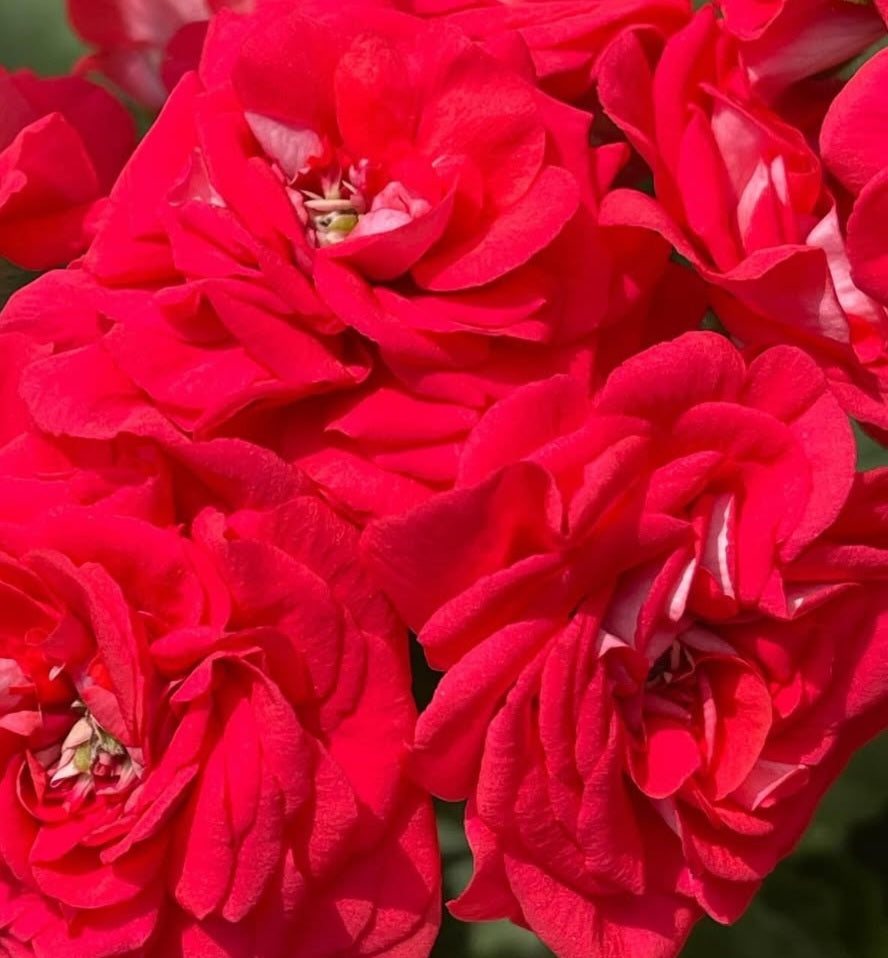 Pelargonium F2 Hybrid Kendall 10 Pellets