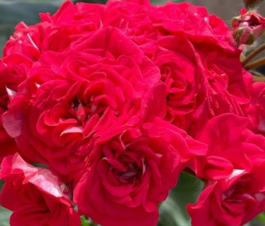 Pelargonium F2 Hybrid Kendall 10 Pellets