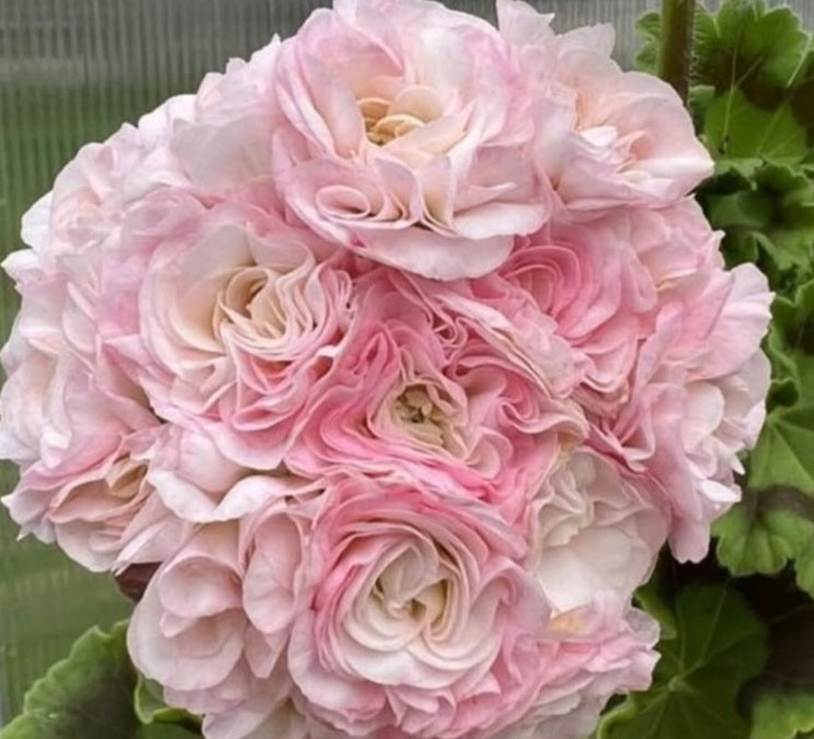 Pelargonium F2 Hybrid Lainey 10 Pellets