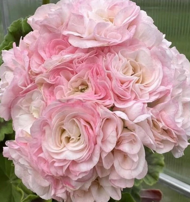 Pelargonium F2 Hybrid Lainey 10 Pellets