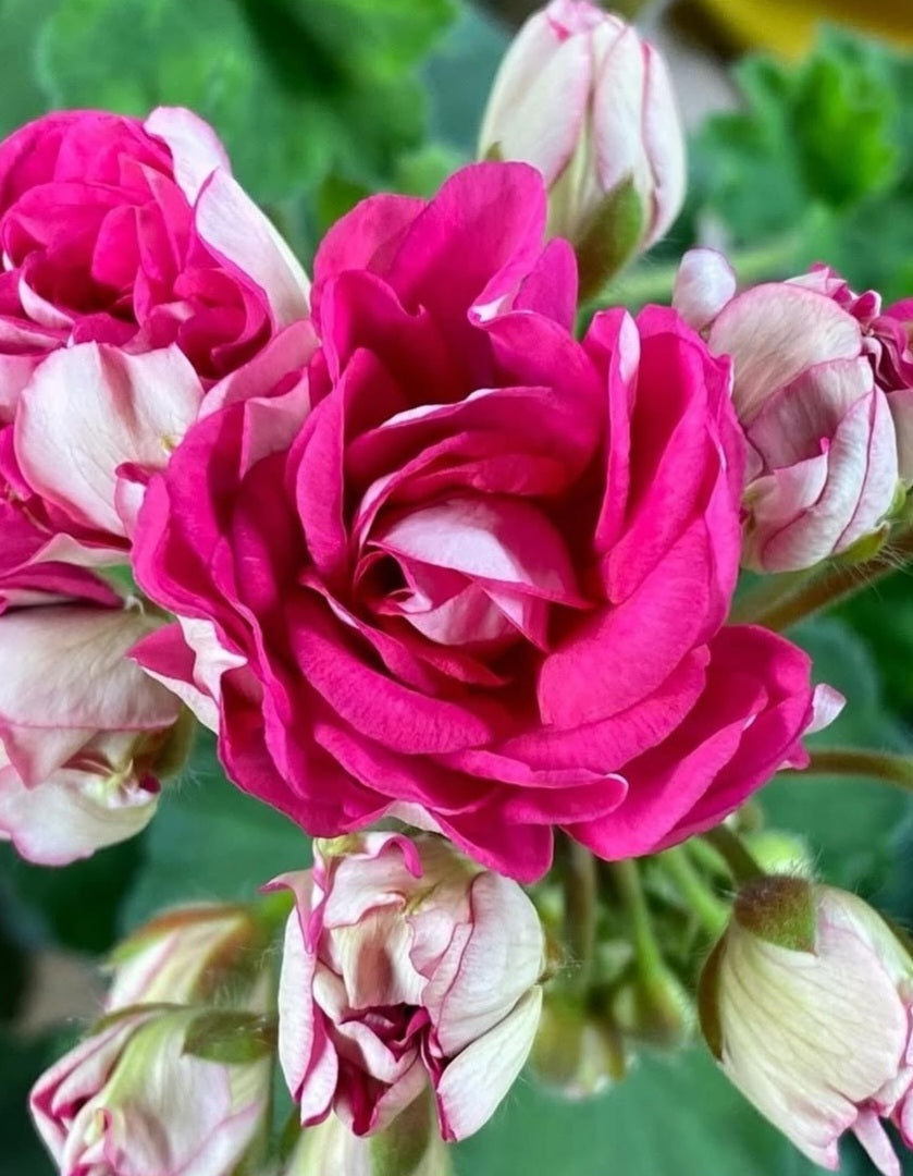 Pelargonium F2 Hybrid Logan 10 Pellets