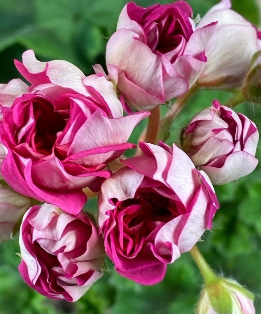 Pelargonium F2 Hybrid Logan 10 Pellets