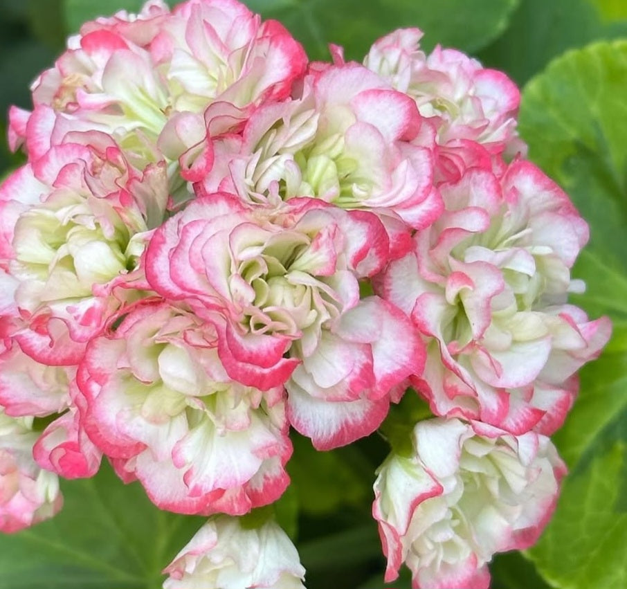 Pelargonium F2 Hybrid Morgan 10 Pellets