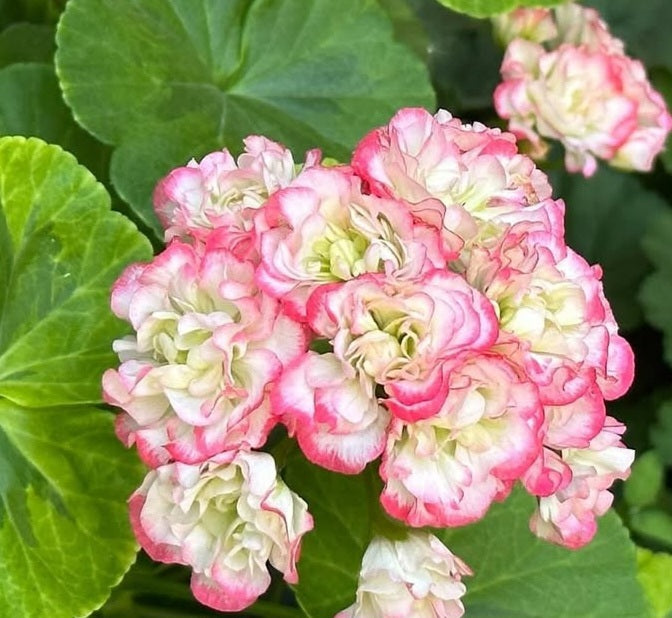 Pelargonium F2 Hybrid Morgan 10 Pellets