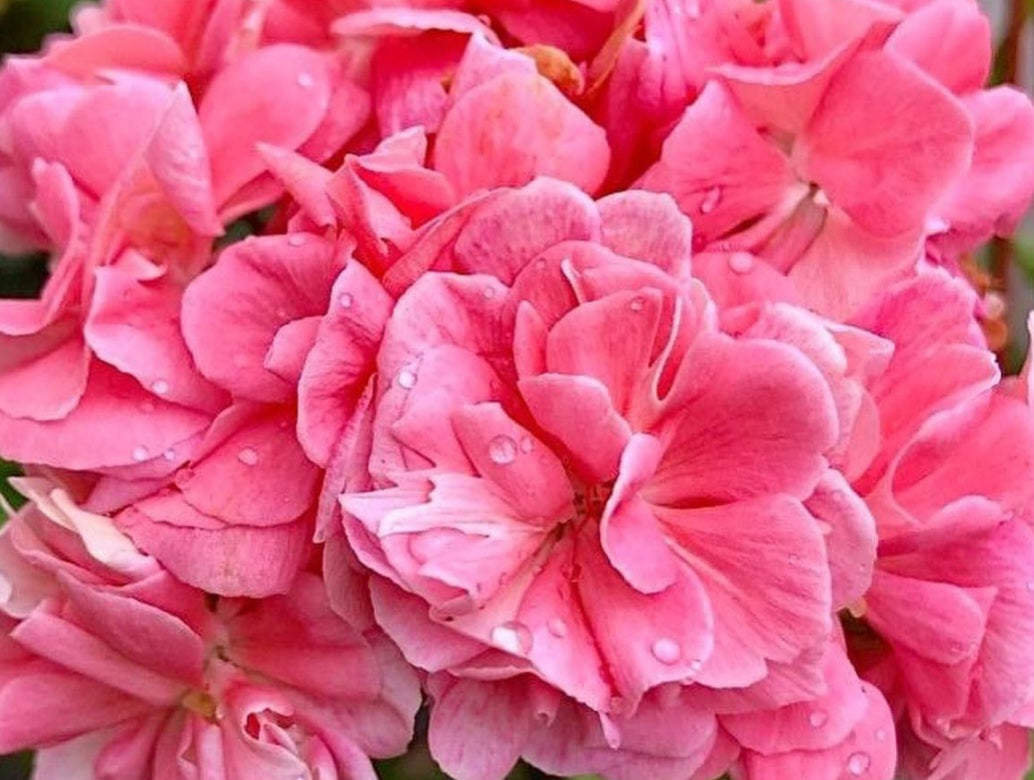 Pelargonium F2 Hybrid Jules 10 Pellets