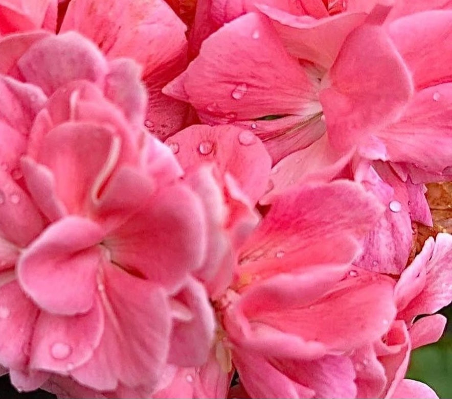 Pelargonium F2 Hybrid Jules 10 Pellets