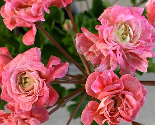 Pelargonium F2 Hybrid Grady 10 Pellets