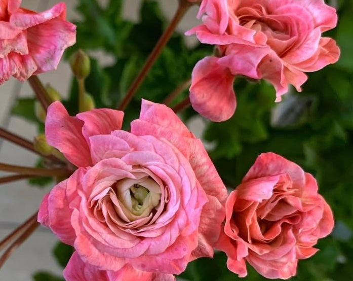 Pelargonium F2 Hybrid Grady 10 Pellets