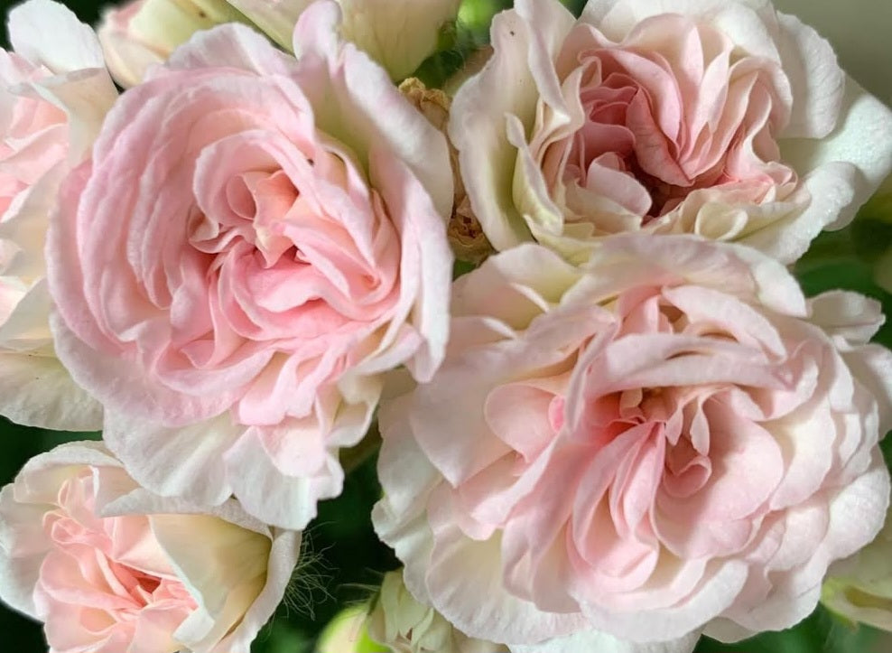 Pelargonium F2 Hybrid Dylan 10 Pellets