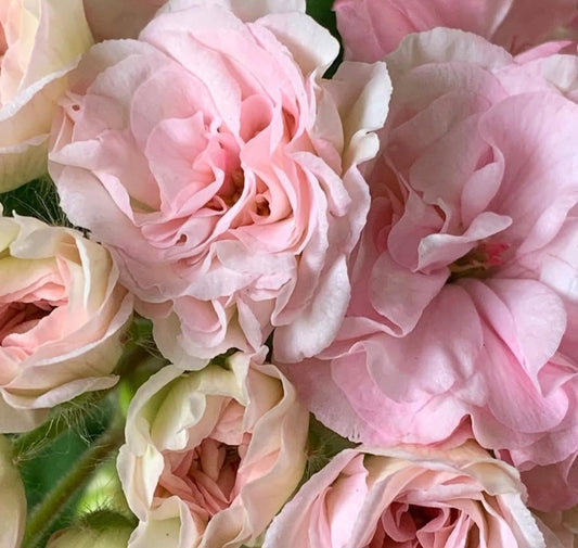 Pelargonium F2 Hybrid Dylan 10 Pellets