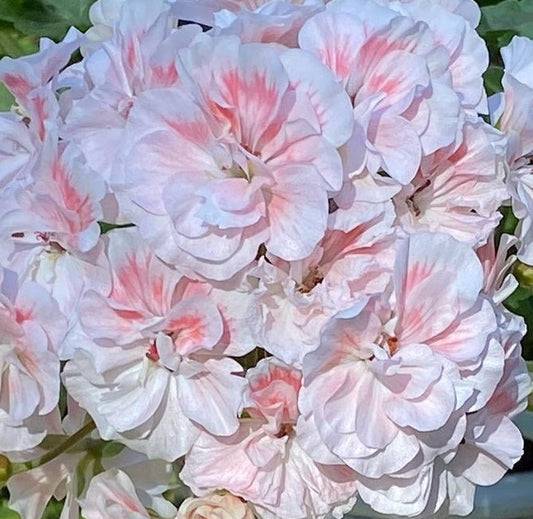 Pelargonium F2 Hybrid Clarke 10 Pellets