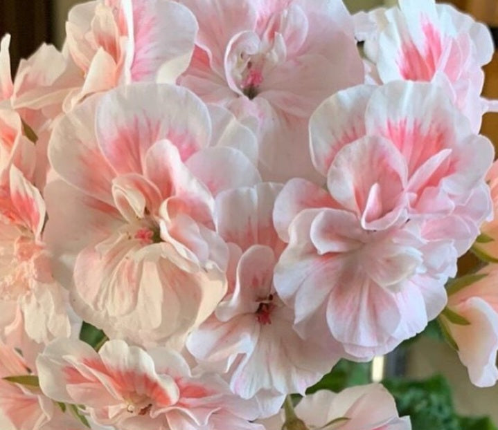 Pelargonium F2 Hybrid Clarke 10 Pellets