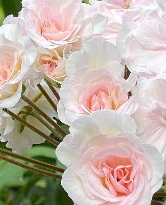 Pelargonium F2 Hybrid Skyler 10 Pellets