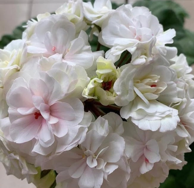 Pelargonium F2 Hybrid Romy 10 Pellets