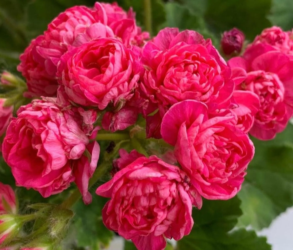 Pelargonium F2 Hybrid Remy 10 Pellets