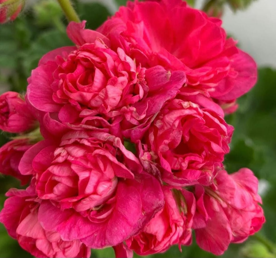 Pelargonium F2 Hybrid Remy 10 Pellets