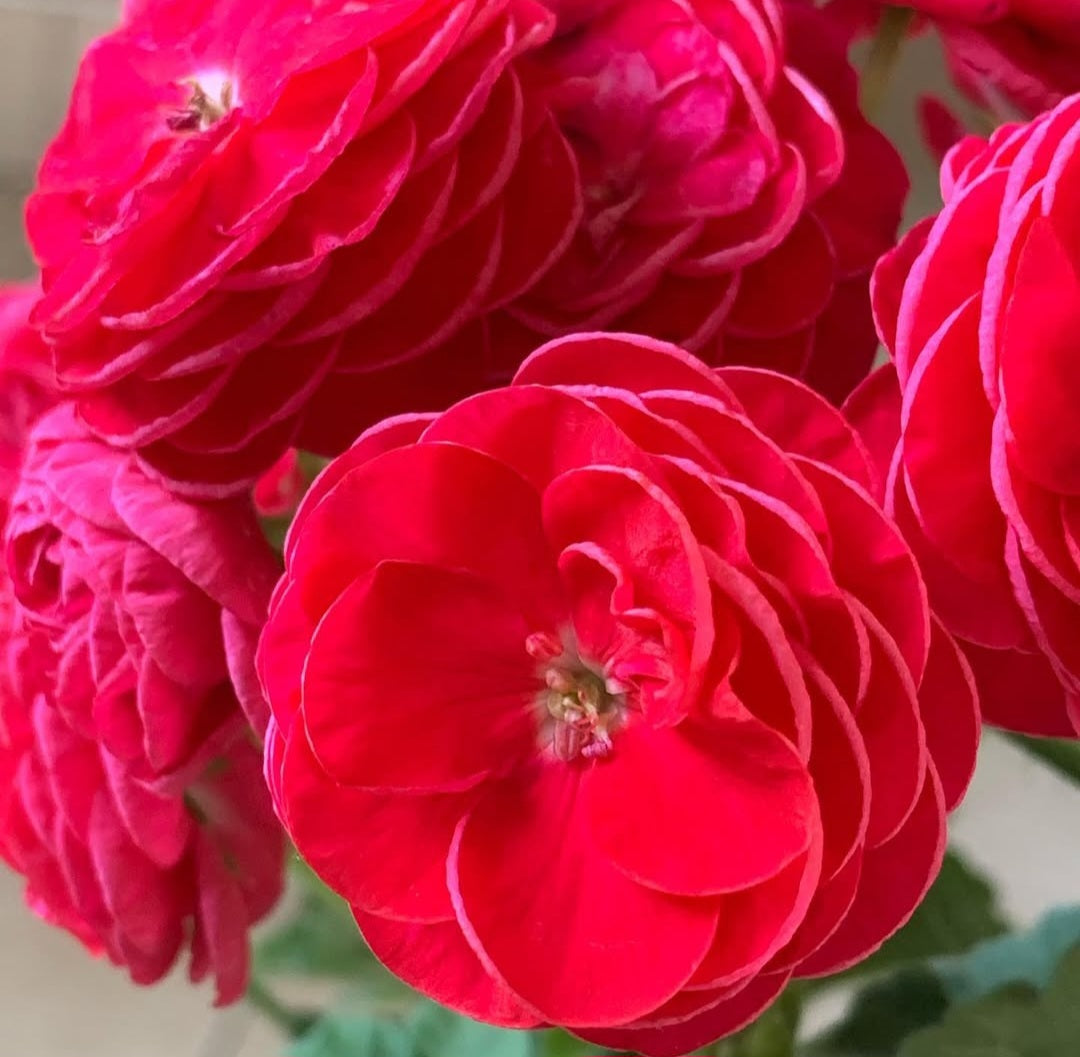 Pelargonium F2 Hybrid Reese 10 Pellets