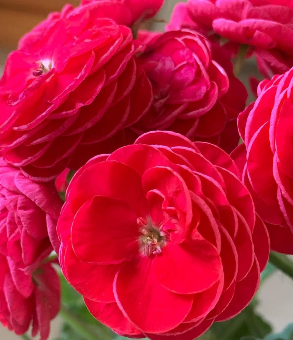 Pelargonium F2 Hybrid Reese 10 Pellets