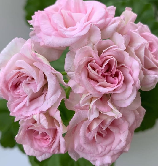 Pelargonium F2 Hybrid Taylor 10 Pellets
