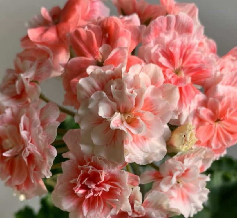 Pelargonium F2 Hybrid Elliot 10 Pellets