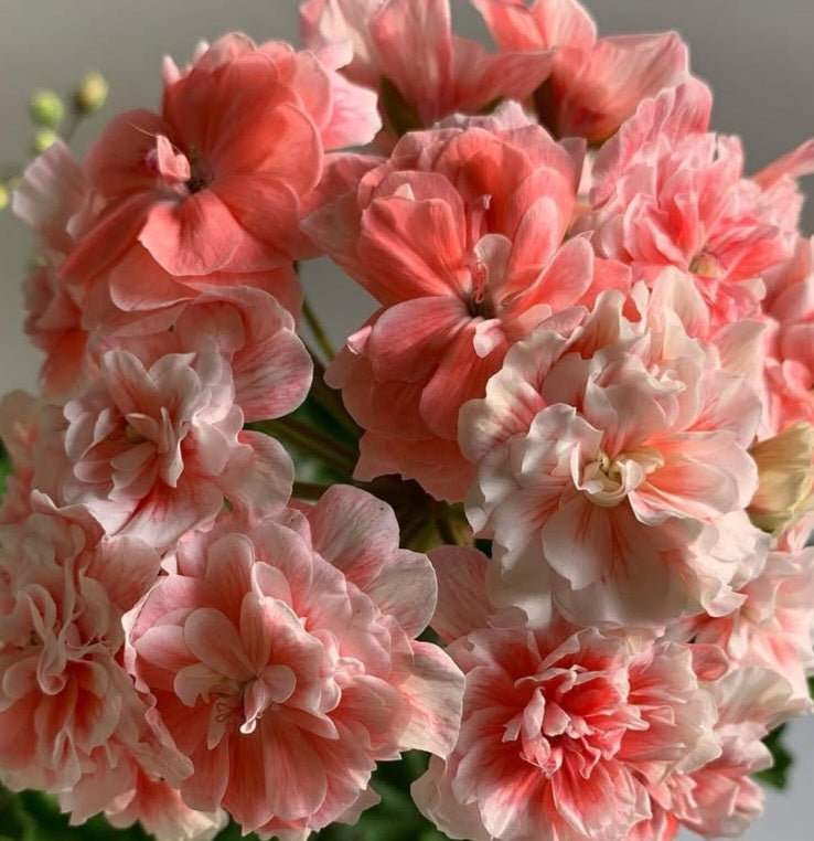 Pelargonium F2 Hybrid Elliot 10 Pellets