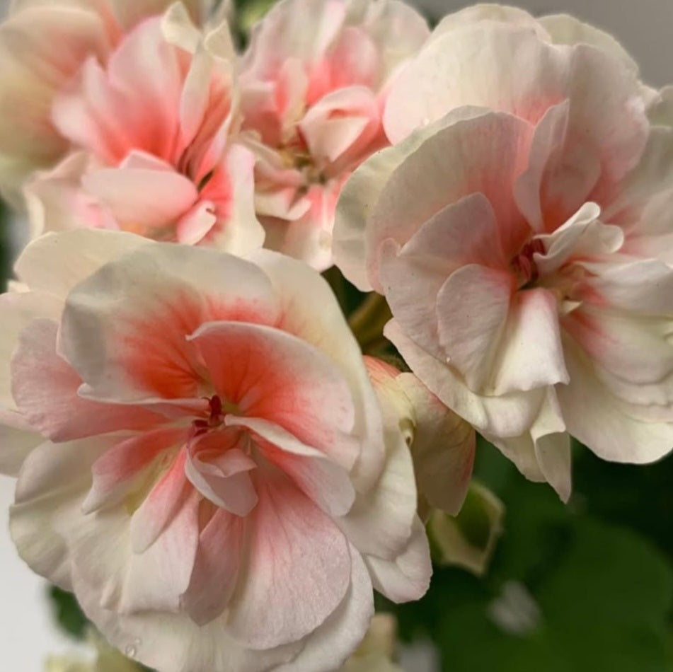 Pelargonium F2 Hybrid Eloise 10 Pellets