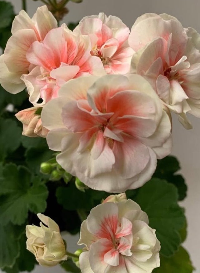 Pelargonium F2 Hybrid Eloise 10 Pellets