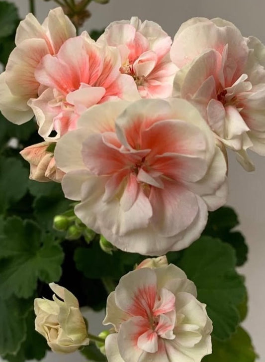 Pelargonium F2 Hybrid Eloise 10 Pellets