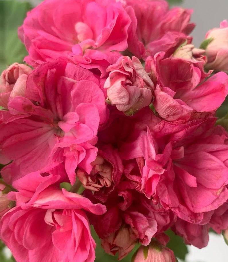 Pelargonium F2 Hybrid Riley 10 Pellets