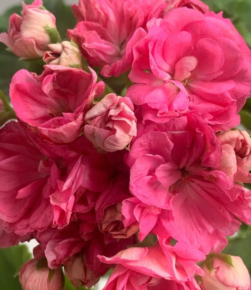 Pelargonium F2 Hybrid Riley 10 Pellets