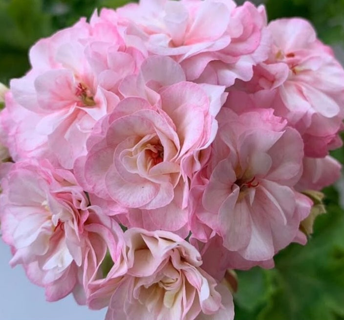 Pelargonium F2 Hybrid Blair 10 Pellets