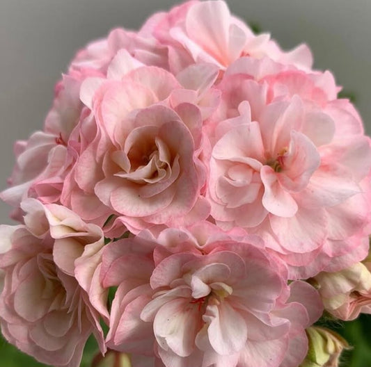 Pelargonium F2 Hybrid Blair 10 Pellets