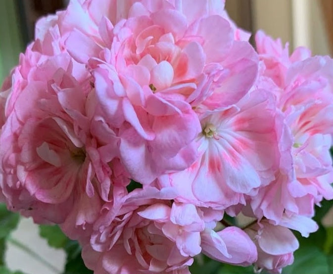 Pelargonium F2 Hybrid Greer 10 Pellets