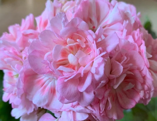 Pelargonium F2 Hybrid Greer 10 Pellets