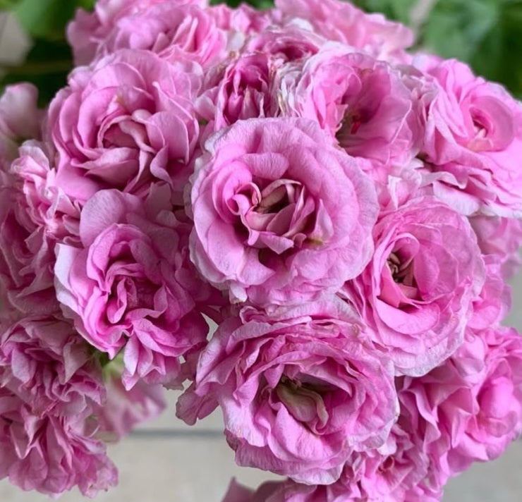 Pelargonium F2 Hybrid Shelley 10 Pellets