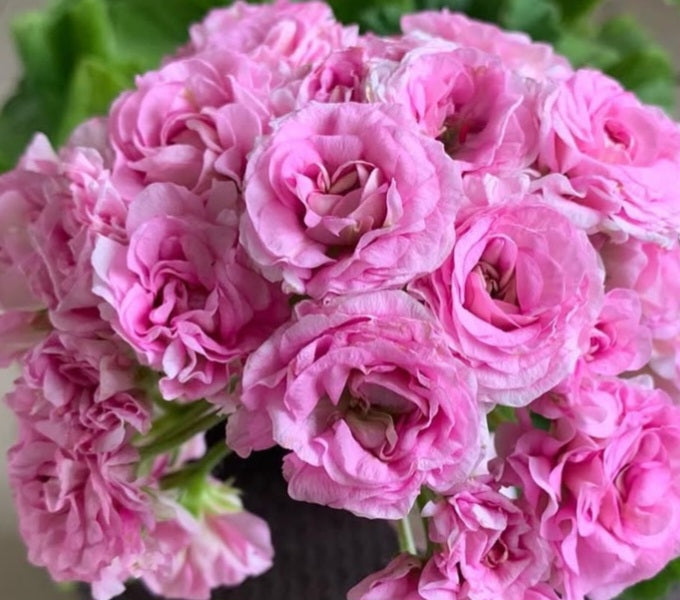 Pelargonium F2 Hybrid Shelley 10 Pellets