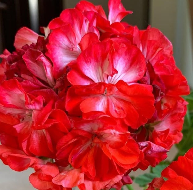 Pelargonium F2 Hybrid Adair 10 Pellets