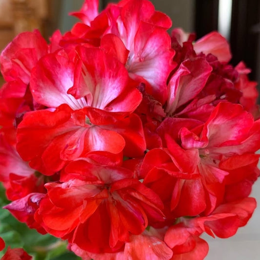 Pelargonium F2 Hybrid Adair 10 Pellets