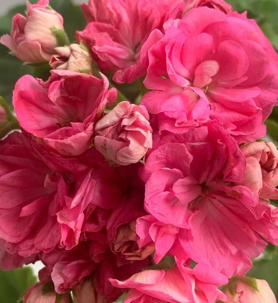Pelargonium F2 Hybrid Brennan 10 Pellets