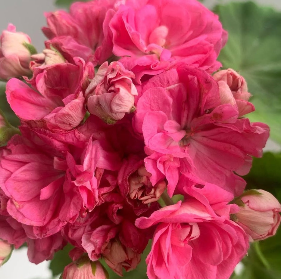 Pelargonium F2 Hybrid Brennan 10 Pellets
