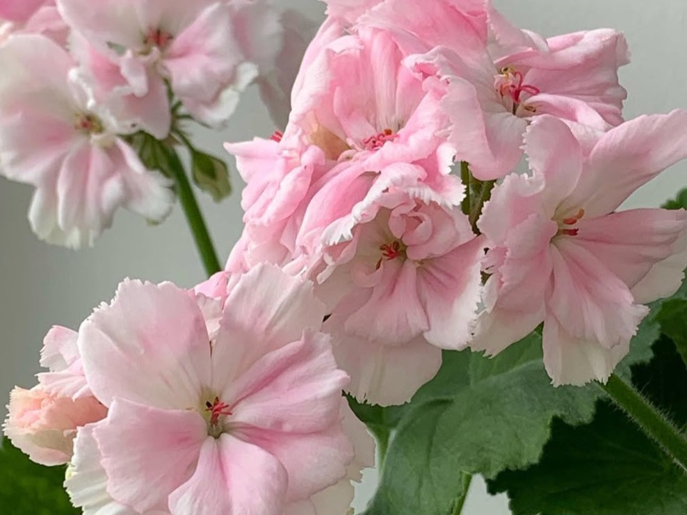 Pelargonium F2 Hybrid Jolie 10 Pellets