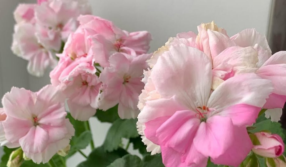 Pelargonium F2 Hybrid Jolie 10 Pellets