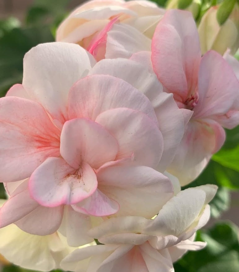 Pelargonium F2 Hybrid Hayden 10 Pellets