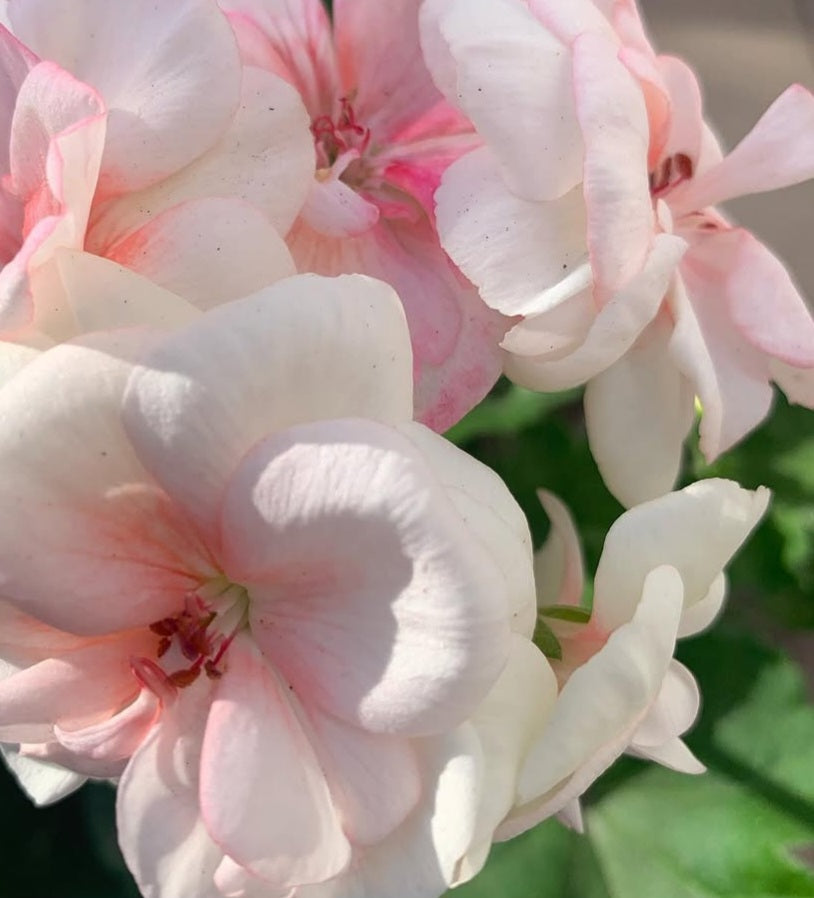 Pelargonium F2 Hybrid Hayden 10 Pellets