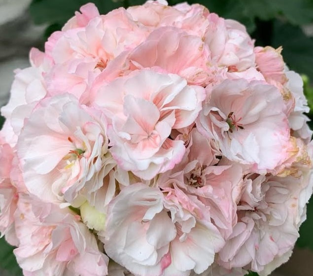 Pelargonium F2 Hybrid Danica 10 Pellets