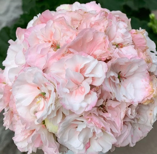 Pelargonium F2 Hybrid Danica 10 Pellets